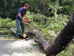 Northwoods, MO Tree Care Company