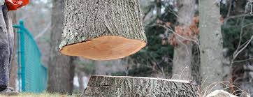 Best Tree Preservation Services  in Northwoods, MO