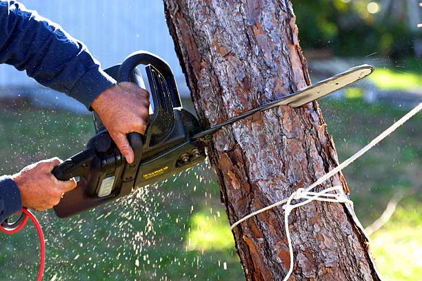 Pest Control for Lawns in Northwoods, MO