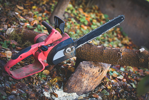 How Our Tree Care Process Works  in  Northwoods, MO